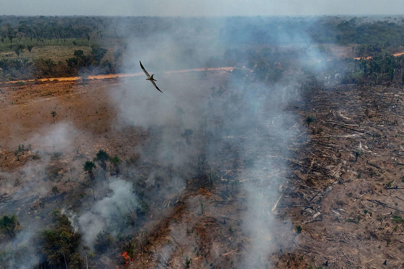 Amazon Nears Ecological Tipping Point as Fires and Drought Ravage Rainforest