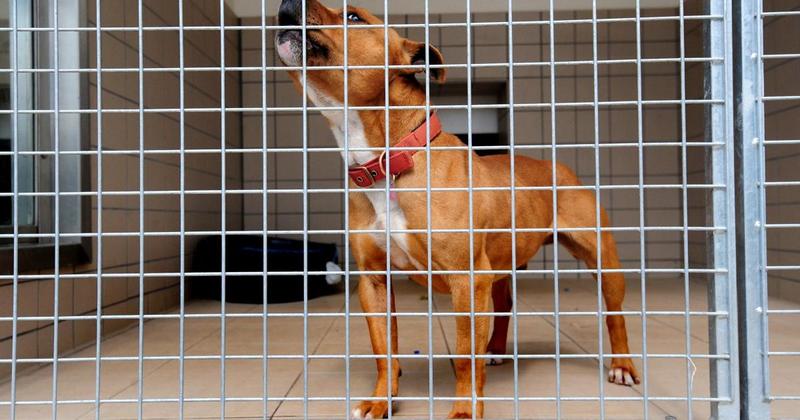 122 dogs seized and dozens destroyed amid XL bully ban