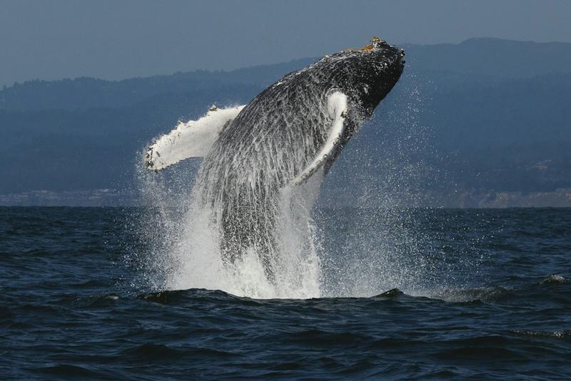 L’humain ne peut pas boire d’eau de mer. Mais qu’en est-il des animaux qui y vivent ?