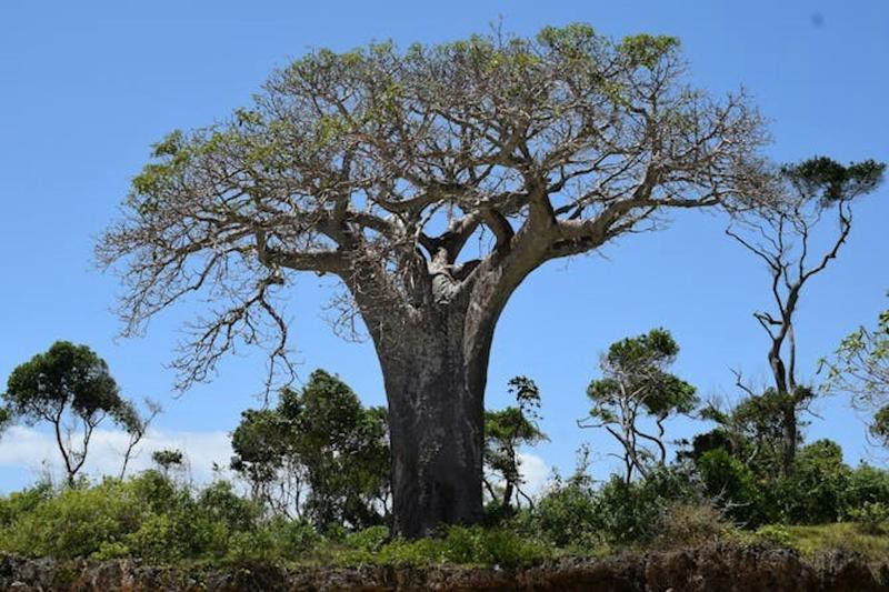 Le baobab est un super-aliment de plus en plus prisé dans le monde : une mauvaise nouvelle pour cet arbre sacré d'Afrique