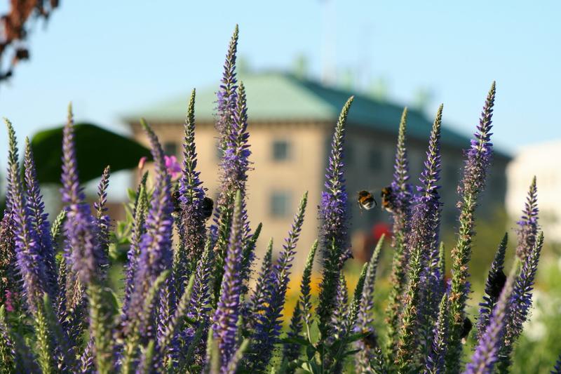 Planning for spring’s garden? Bees like variety and don’t care about your neighbors’ yards