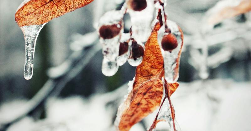 Why Do Trees Hold on to Their Leaves in Winter?