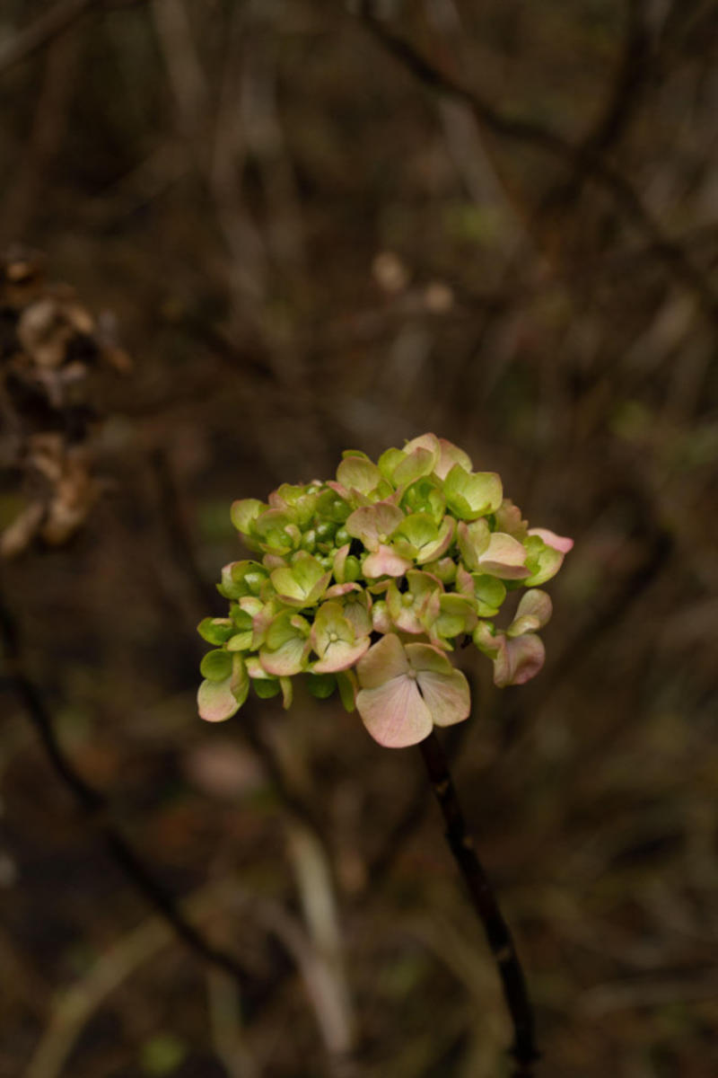 Opinion: Can native woodland flourish without farmers? They also deserve a just transition