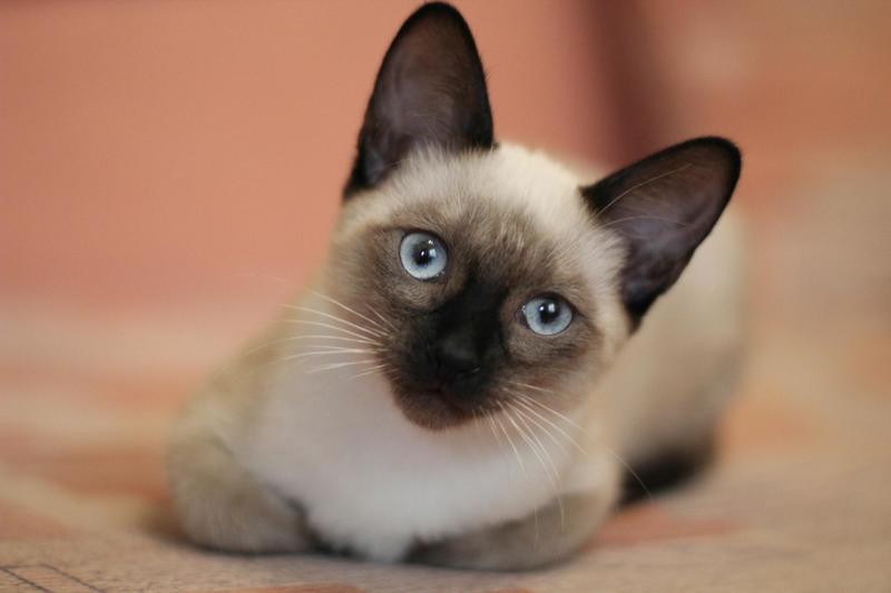 I ladri acrobati rubano anche il gatto siamese