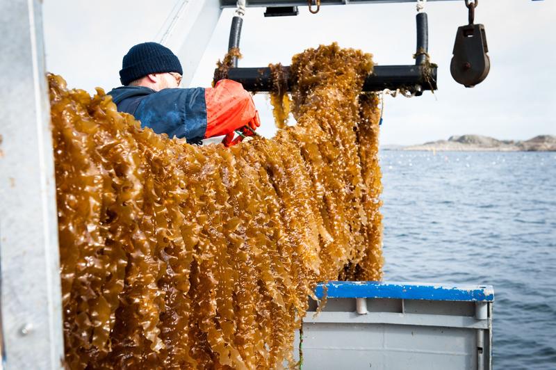 Marine næringer kan hjelpe Oslofjorden