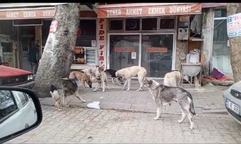 Köpekler soğukta açlıktan ölecekler