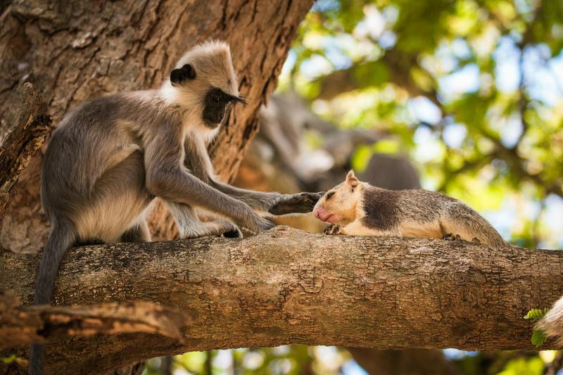 Qu’est-ce que les amitiés entre animaux nous enseignent sur l’idée d’espèce ?