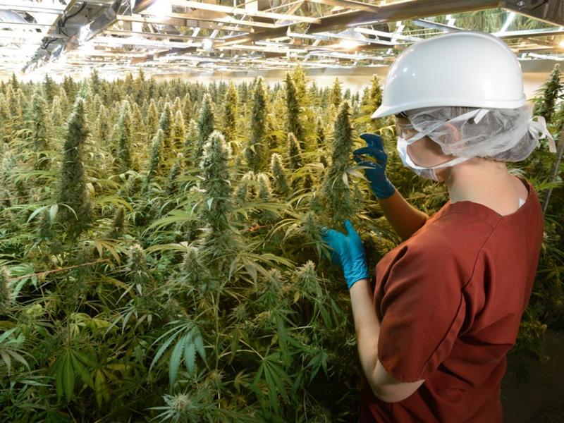 Opinion: The Conservatives should apply common sense to cannabis policy