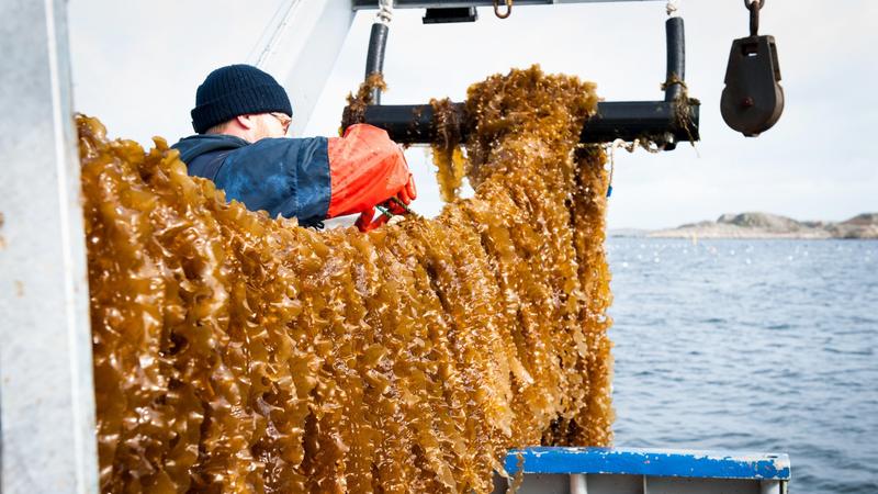 Krisetiltak mot død fjord: Slik kan livet vende tilbake