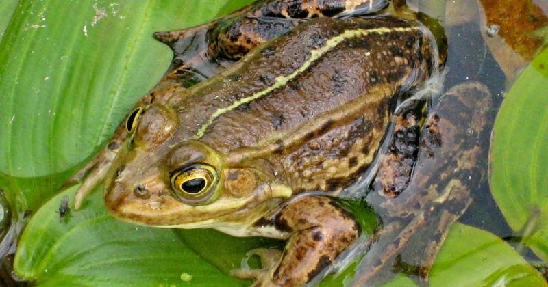 Zoo up for prestigious award thanks to rare frogs