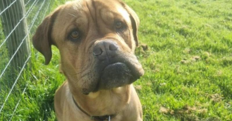 Dog searching for his forever home after previous owner falls ill