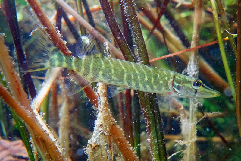 Ein Viertel der Süsswassertiere ist vom Aussterben bedroht – und wir schauen weg