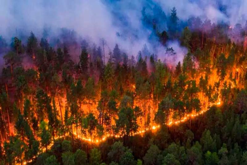 Crean en Chile moderno sitio para monitorear incendios forestales