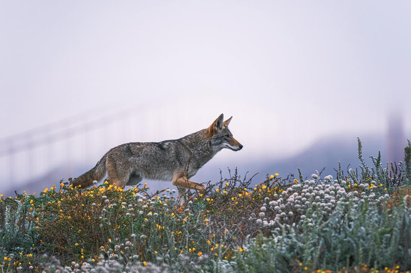 SF's coyotes are going after an unexpected source of prey, new study shows