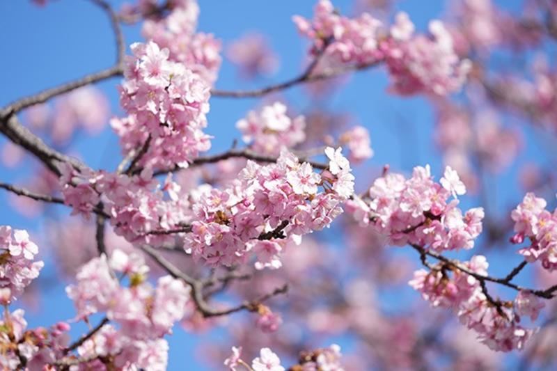 VOX POPULI: Look for beauty in cherry trees year-round, not just in spring