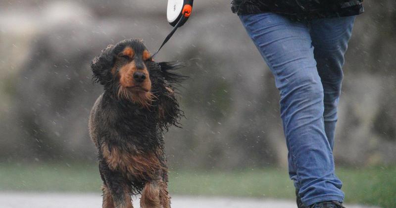 Weather warning issued for Norfolk as 50mph winds hit county