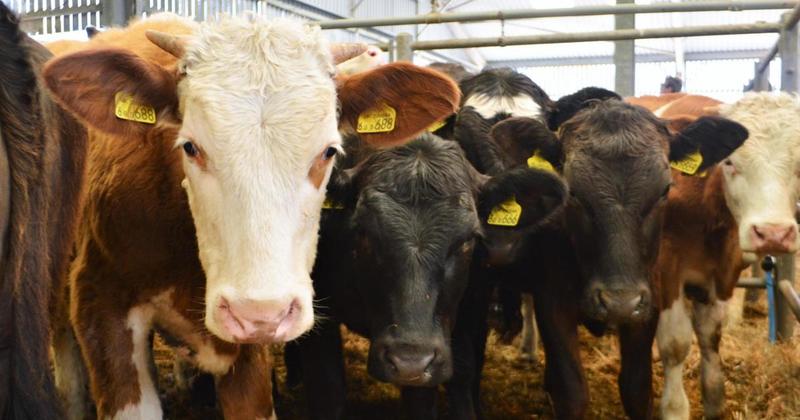 Bluetongue restrictions eased as livestock disease risk falls