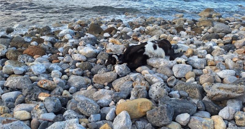 Η νεκρή κατσίκα και το αποτρόπαιο θέαμα...