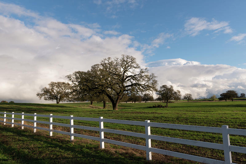 California woman arrested after 27 dead horses found on her property