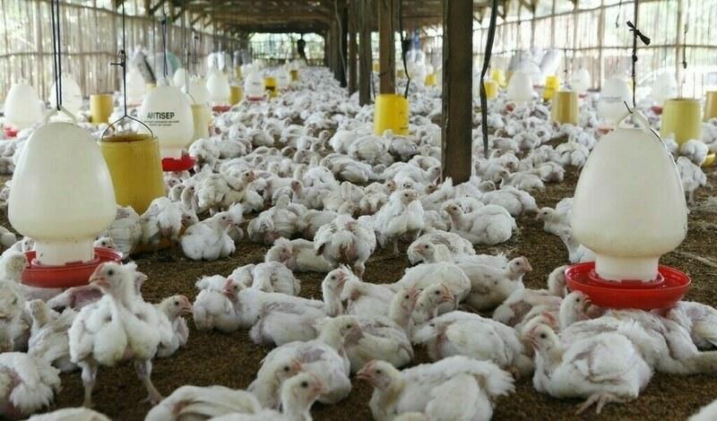 Poultry prospects and broiler boom in Pakistan