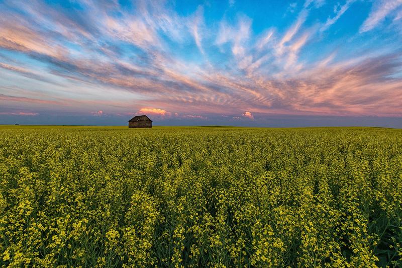 Mandryk: So what if Trump, RFK Jr. declare war on Saskatchewan canola?