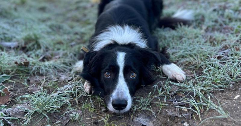 5 dogs still looking for a home after more than 300 days in care