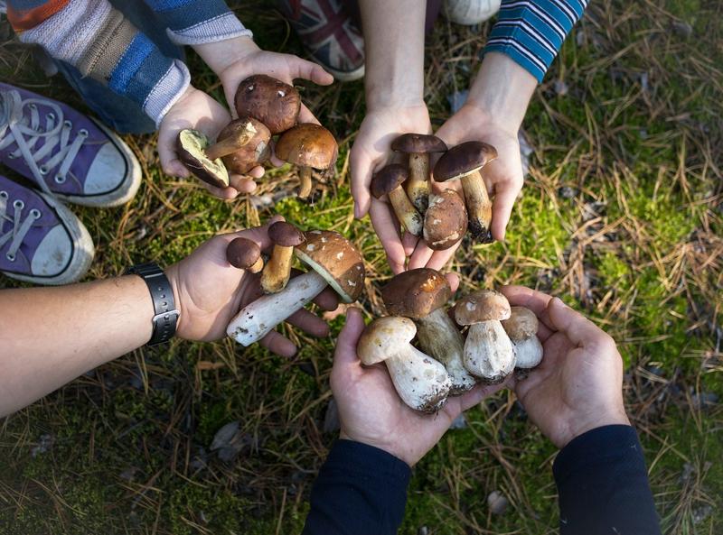 Rural communities in Québec are embracing ‘mushroom tourism’ to boost local economies