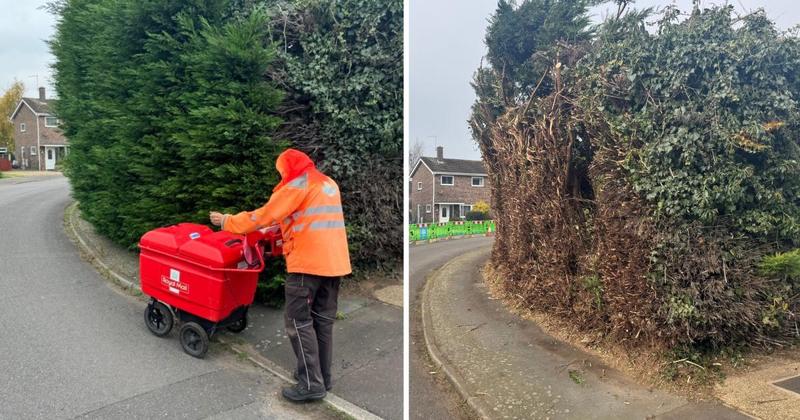 Quiet cul-de-sac's hedge gets 'brutally' hacked by council after complaints