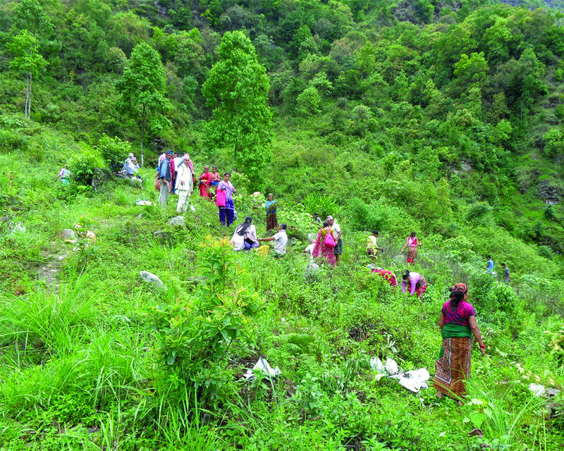 How restoring forests can combat climate change and empower communities