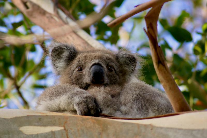 ‘I was shocked’: a scientist tracking koalas films startling behaviour between young males