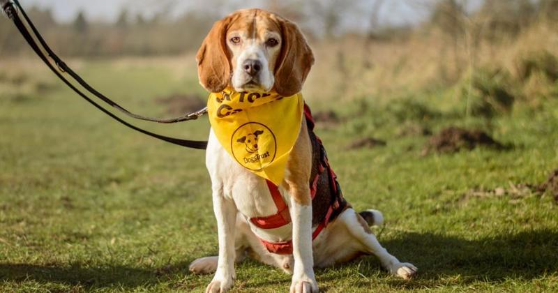 Help homeless hounds by taking on new walking challenge