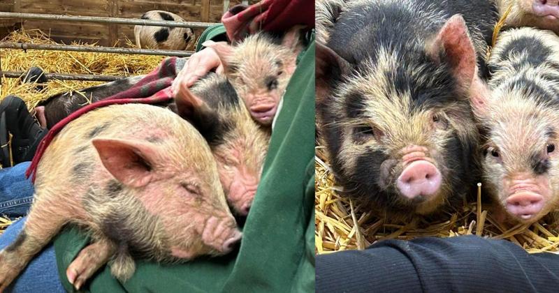 Cuddle up with litter of two-week-old piglets at local farm