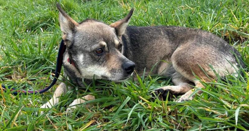 Dog needs forever home after being returned to rescue centre for stalking a cat