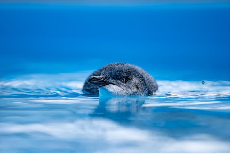 Swimming in the sweet spot: how marine animals save energy on long journeys