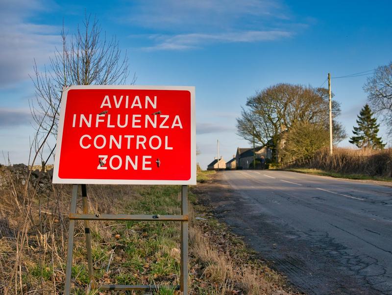 Bird flu cases surging in UK but risk to humans remains low