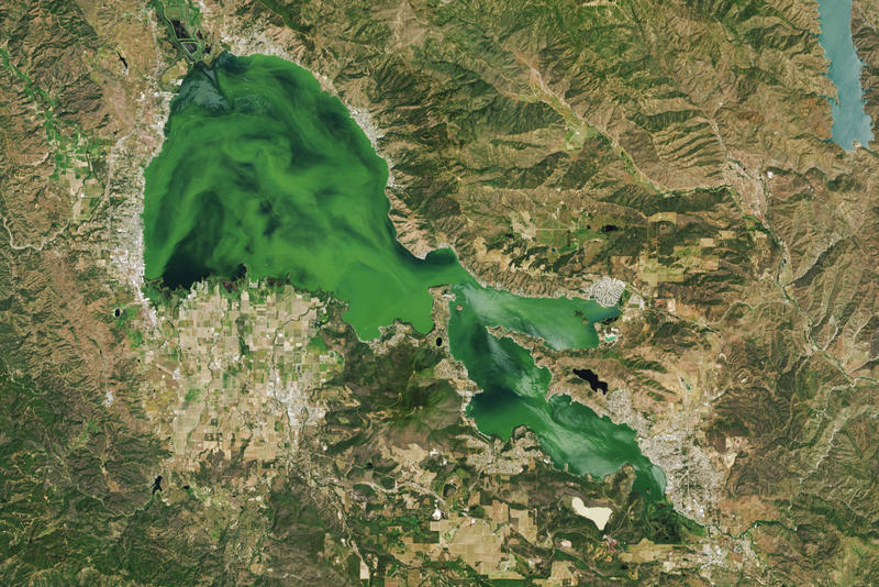 Scientists race to restore Calif.'s largest — and contaminated — freshwater lake