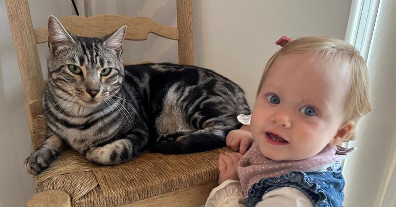 'It's heartbreaking' - Mum fears toddler's 'perfect' cat has been stolen