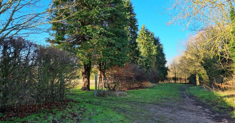 Police stop tree felling over concerns of bats roosting by road