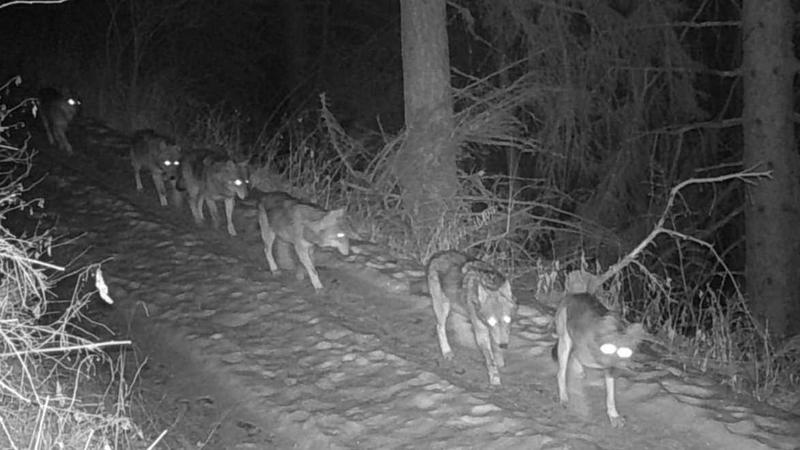 Sorpresa dalle fototrappole: nel Parco dello Stelvio i branchi di lupi sono tre