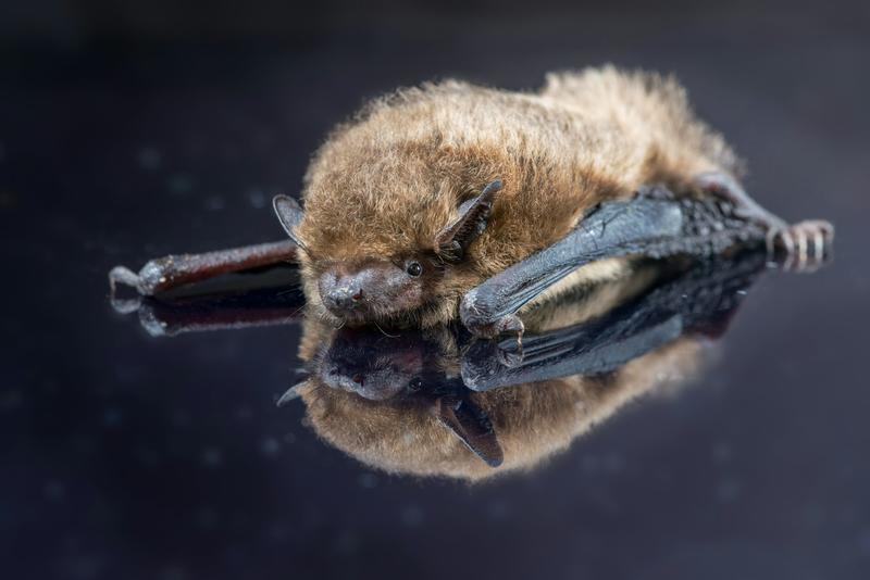 Why bats need tunnels