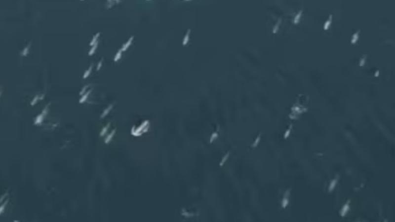 Drone video captures 'superpod' of 1,500 dolphins off Calfornia's coast