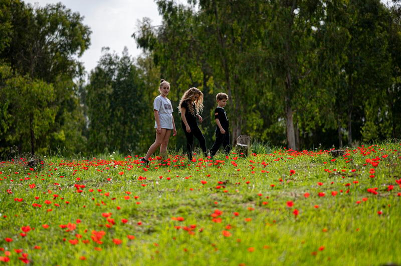 In battle-weary Gaza envelope, annual anemone event seeks to make region bloom again