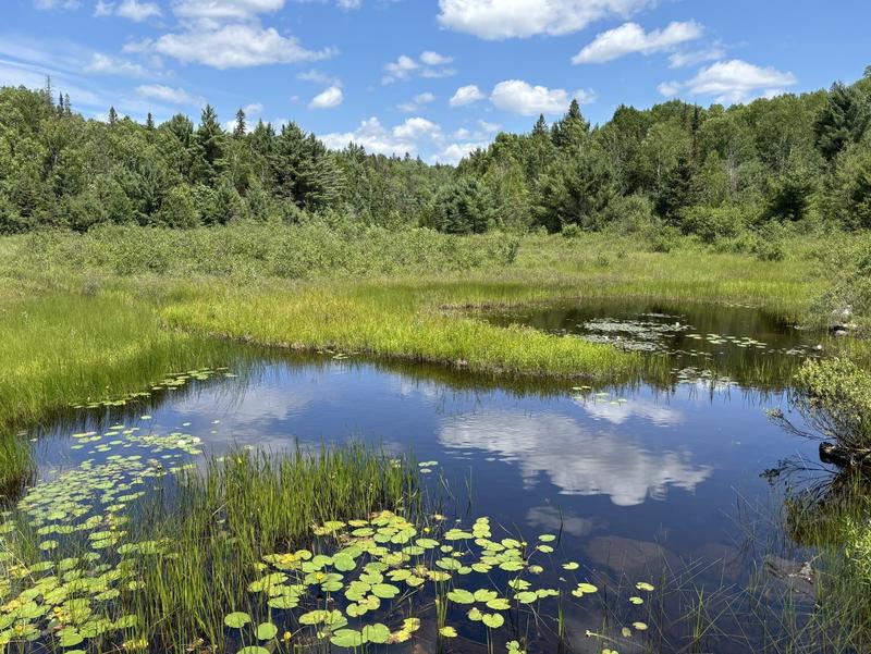 CLELAND: Wetlands are our community’s unsung heroes