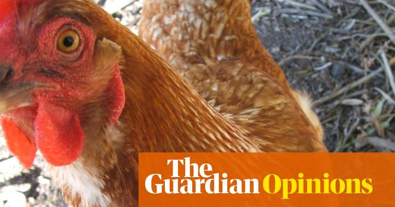 Our chooks’ clucking and scratching was a backing track to our domestic lives – until the fox came