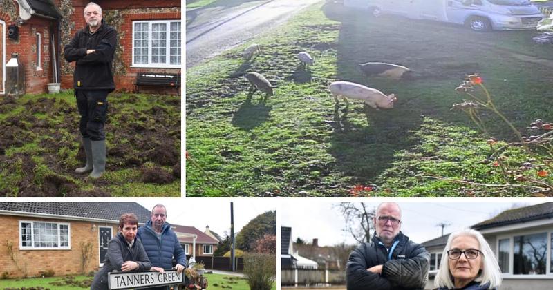 You swine...! Village under siege from escaped pigs who are destroying their gardens