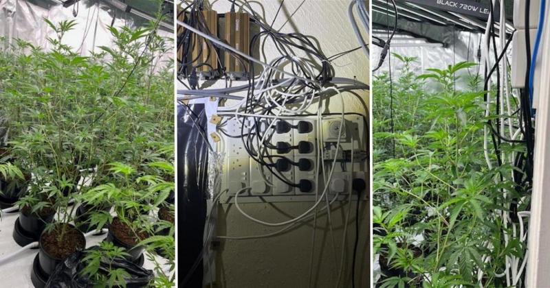 Police probe 'ongoing' after Norfolk NYE cannabis factory find