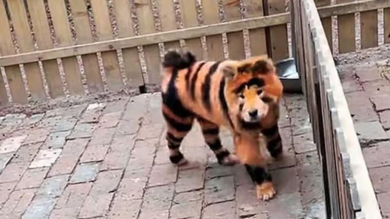 After being painted as pandas, chow chow dogs are now being painted as tigers in China, internet is furious