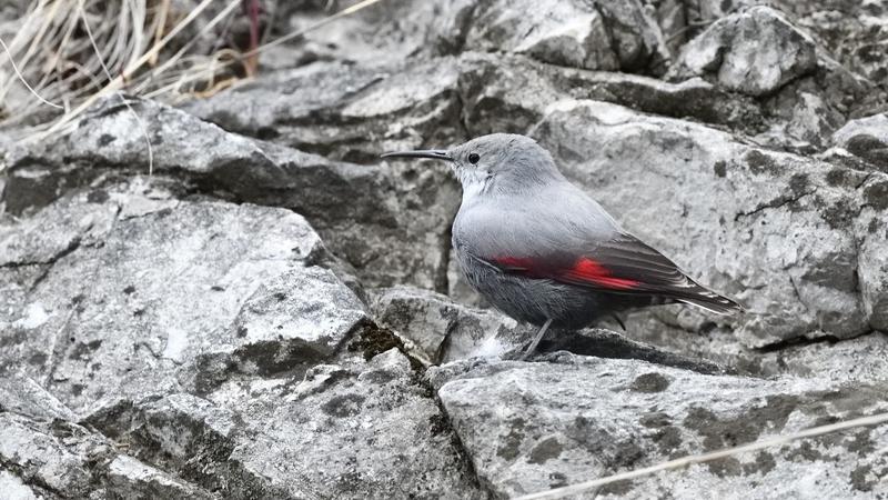 Il picchio muraiolo super star del lago di Iseo. Per riuscire a fotografarlo c’è chi percorre 250 chilometri