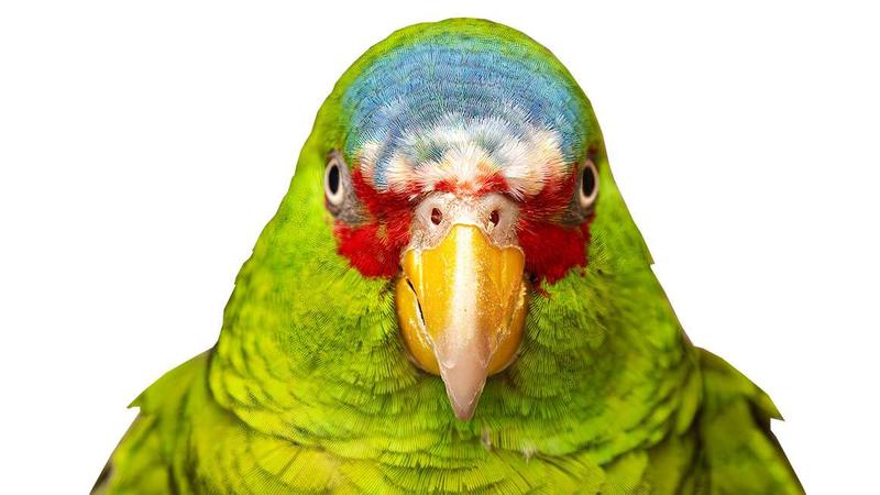 How the Fair Housing Act Gave Us Emotional Support Parrots