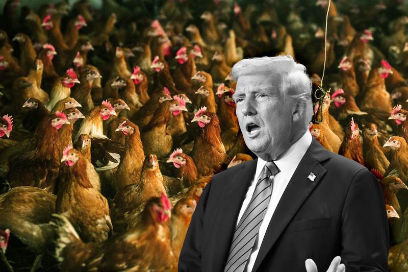 Trump administration’s communication freeze restricted access to critical bird flu information